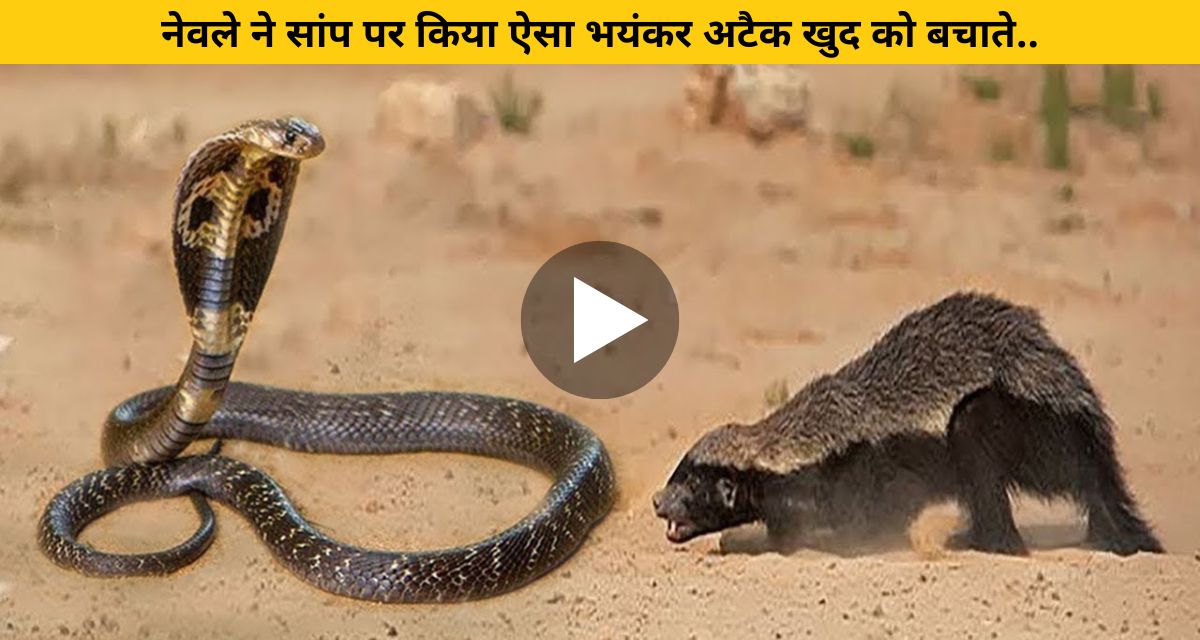 Mongoose did such a fierce attack on the snake