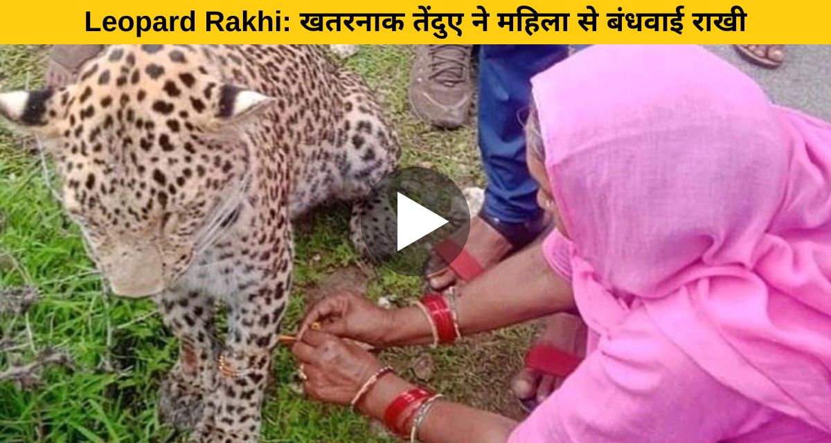 Woman seen tying rakhi to dangerous leopard