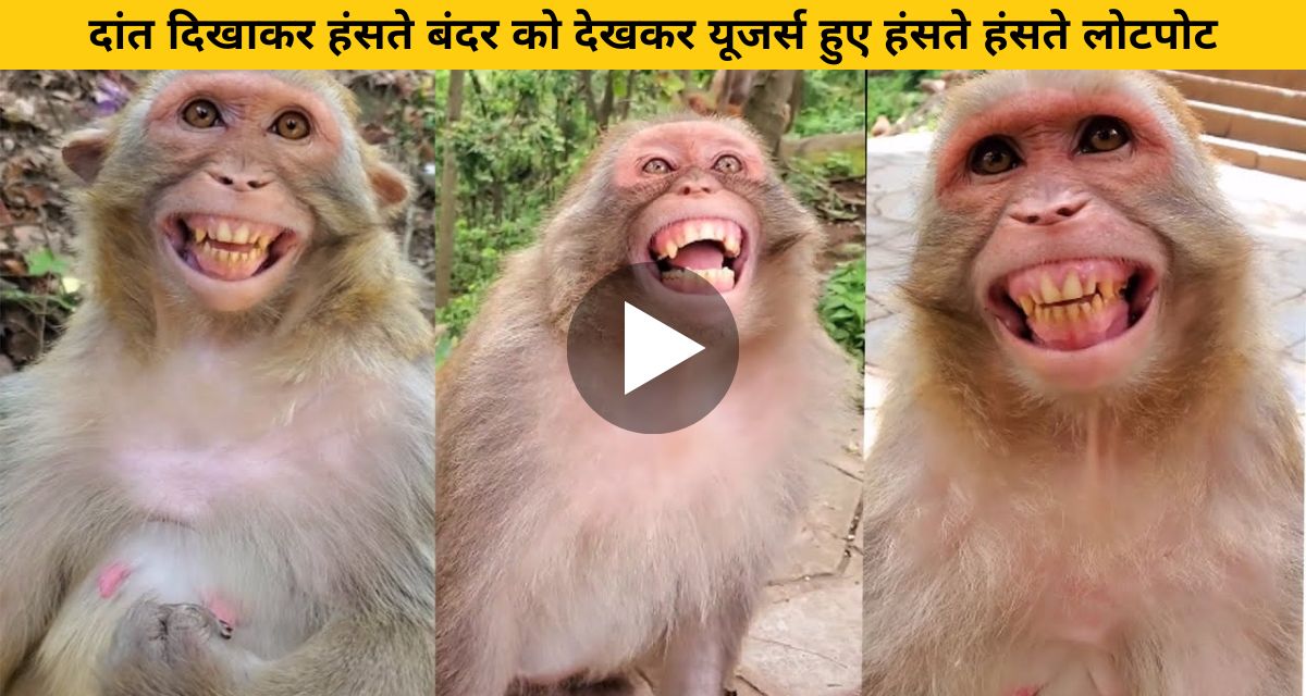 Monkey laughed after watching the video