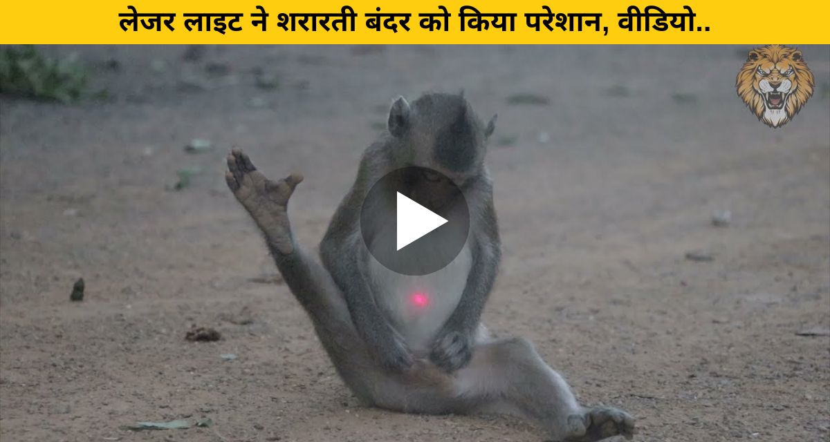 monkey video