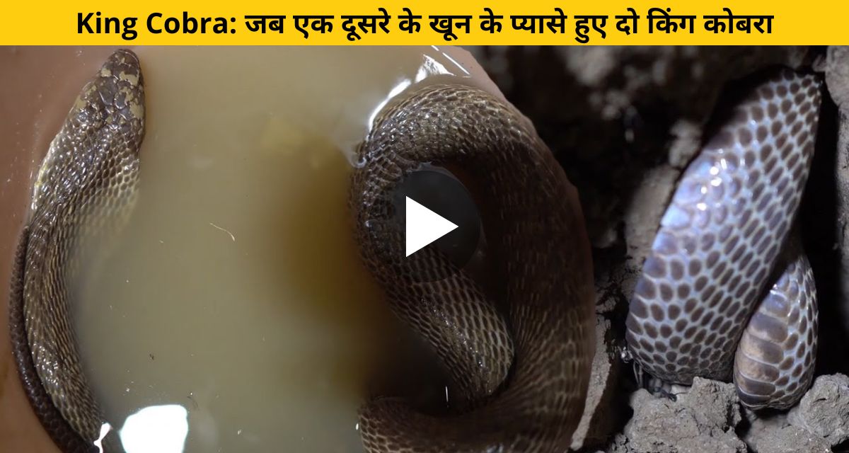 Two cobras to impress a female snake