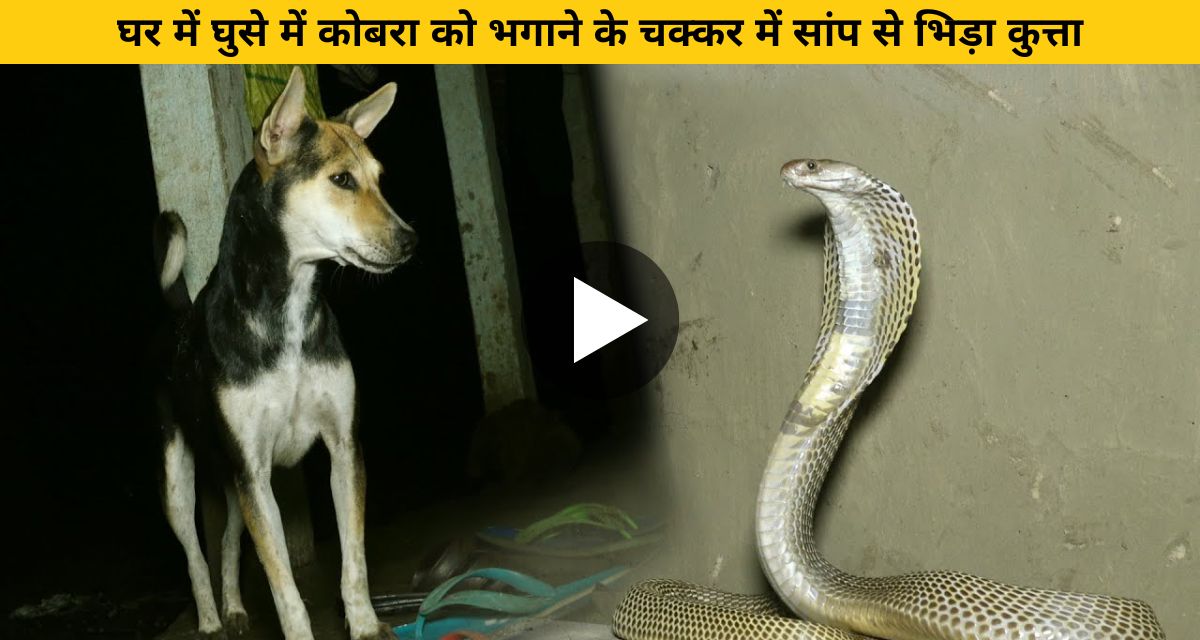 snake and pet dog fight