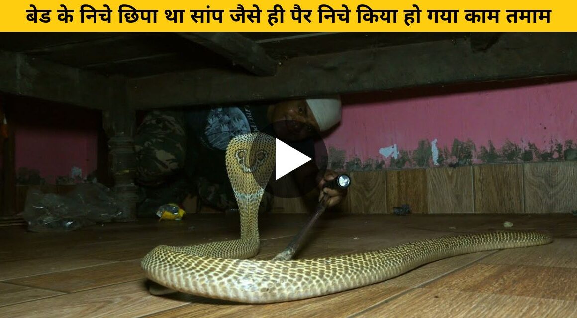 Dangerous snake suddenly came among the members