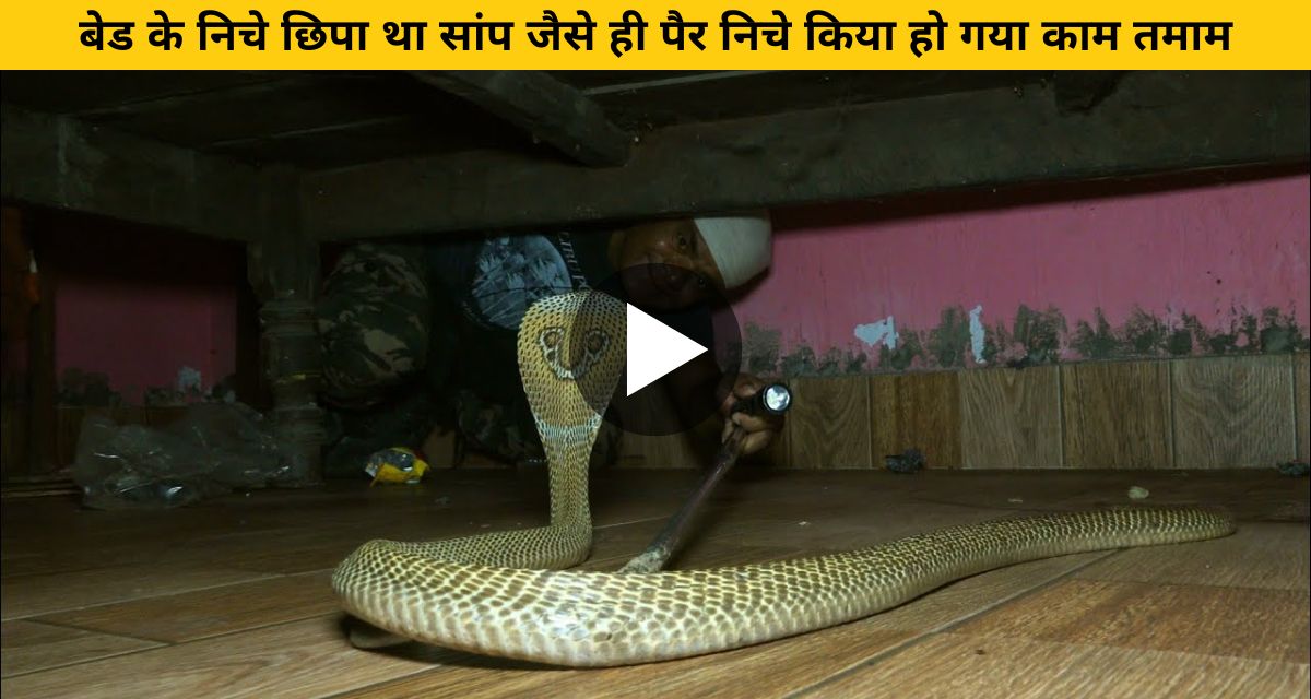 Dangerous snake suddenly came among the members