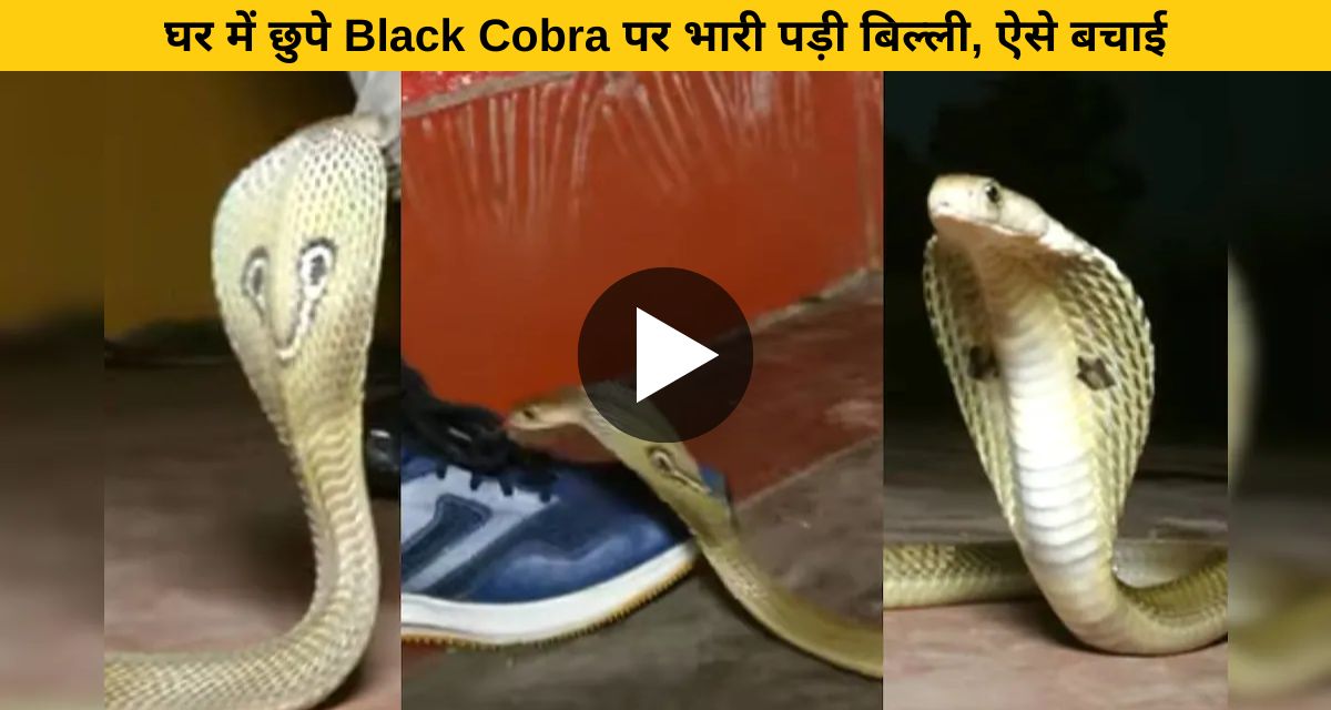 black cobra hiding in shoes