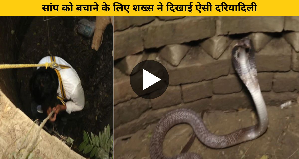 snake trapped in well