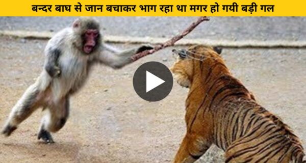 बंदर ने की भारी गलती और खामियाजा भरना पड़ा जान देकर, देखिए वीडियो