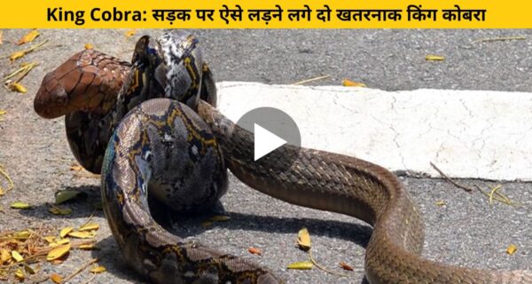 दिल दहला देने वाला किंग कोबरा सांपों का खतरनाक फाइट सड़क पर