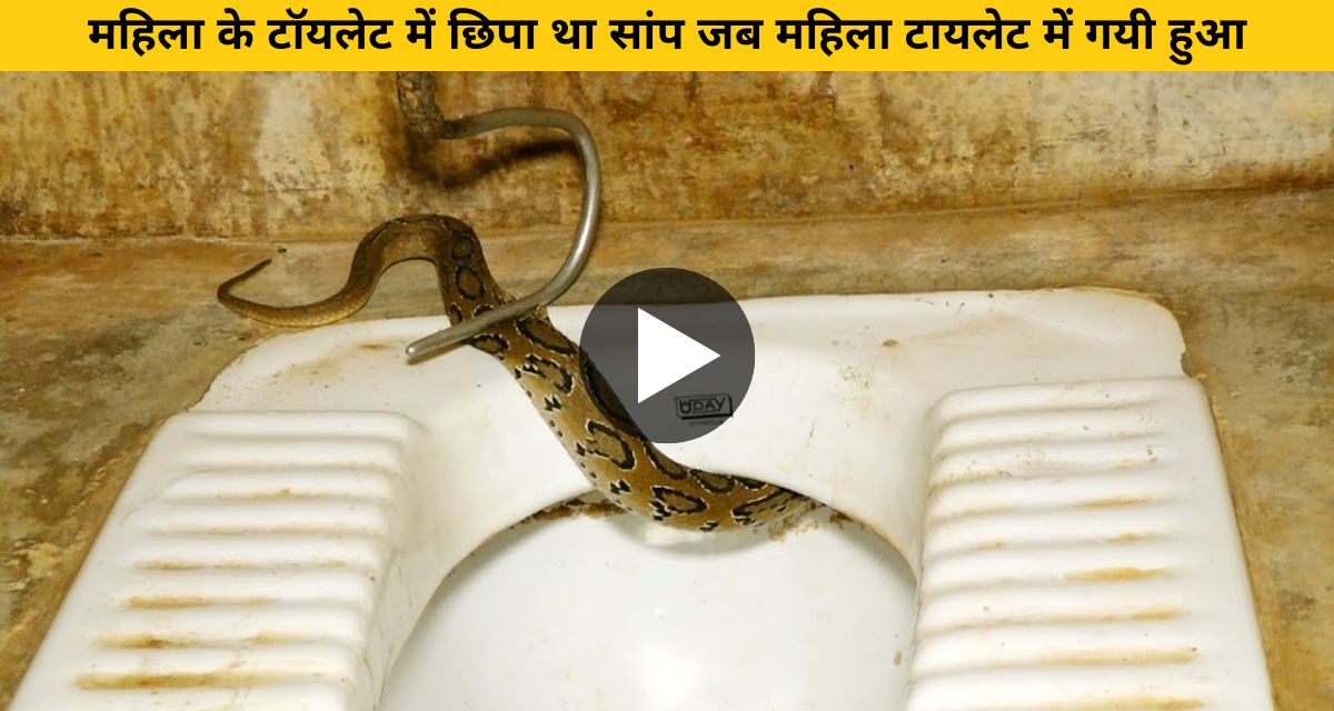 The snake was hidden in the toilet of the girl's hostel