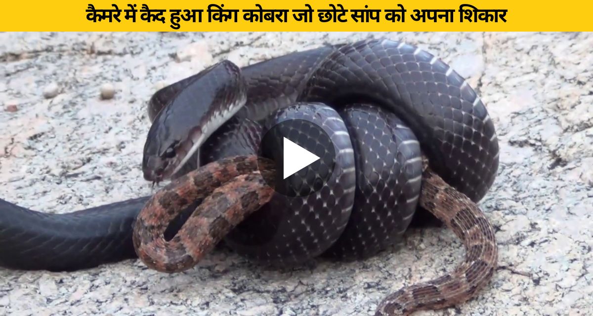 Cobra seen swallowing snake