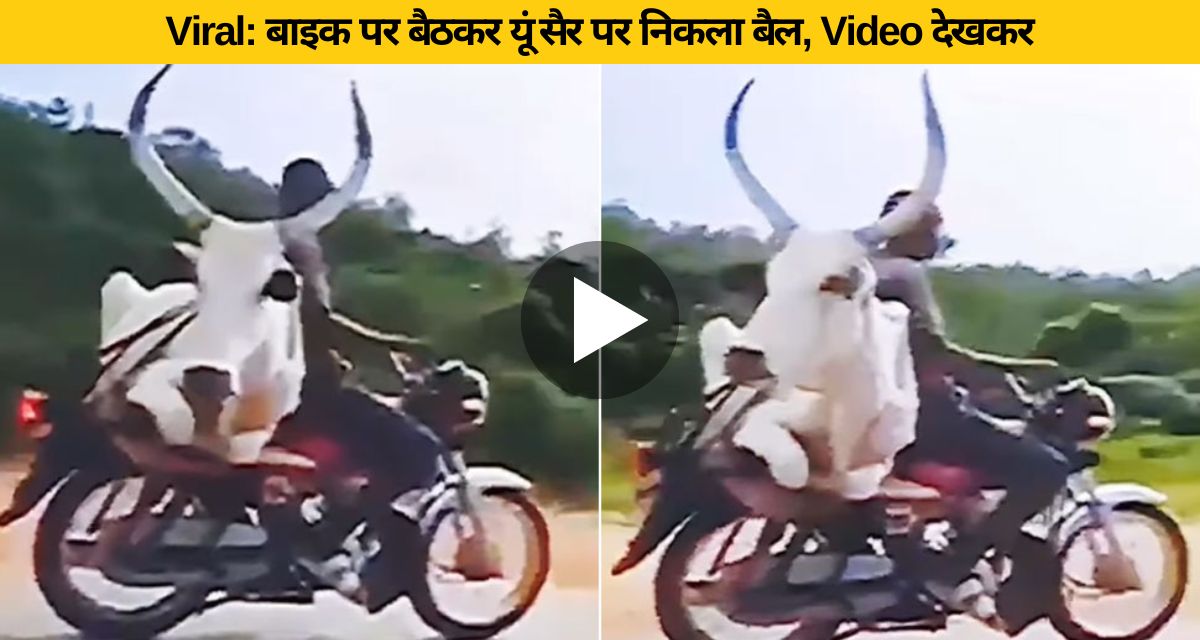 The bull went on a walk wearing a seat belt behind the bike