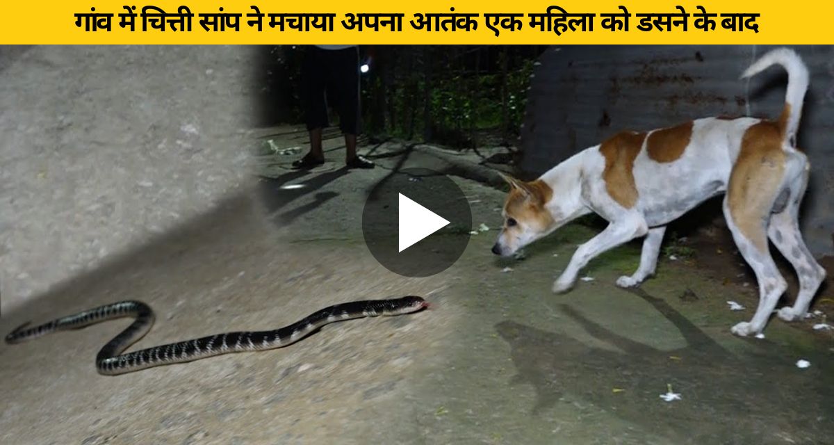 Venomous snake created a stampede in the village