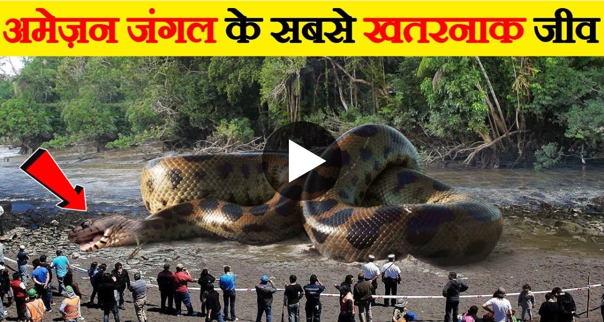 This snake created an outcry in the forest