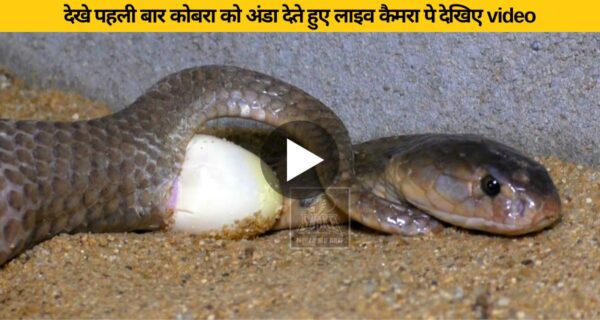 नहीं देखा है कभी कोबरा को अंडे देते तो‌ देखिए आज इस वायरल वीडियो में