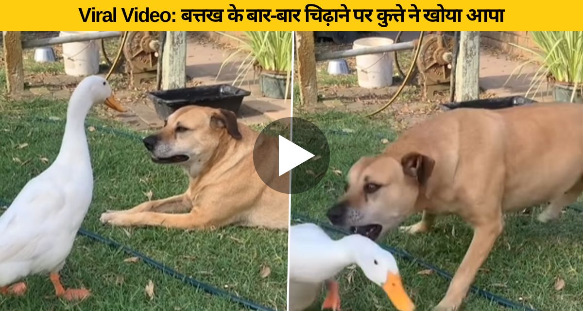 Duck troubling the dog again and again