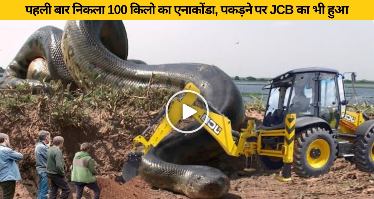 When the 100 kg python was picked up from the JCB