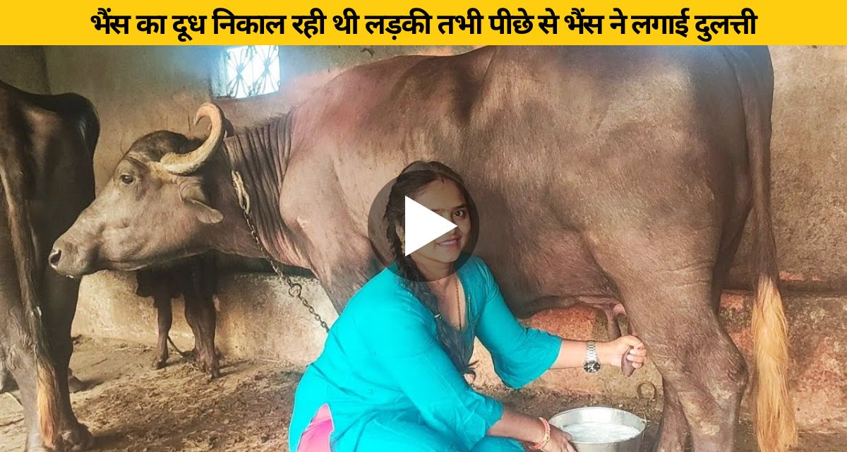 The girl was extracting milk from the buffalo