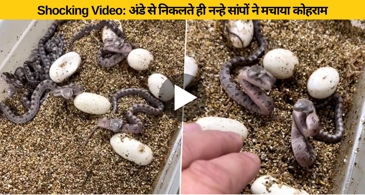 egg hatched snake