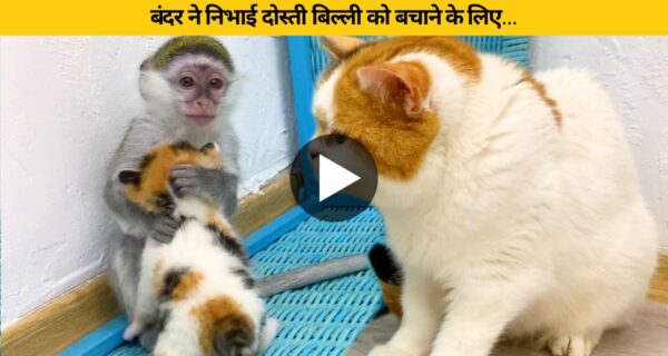 बंदर ने निभाई दोस्ती बिल्ली को बचाने के लिए कूदा कुएं में…