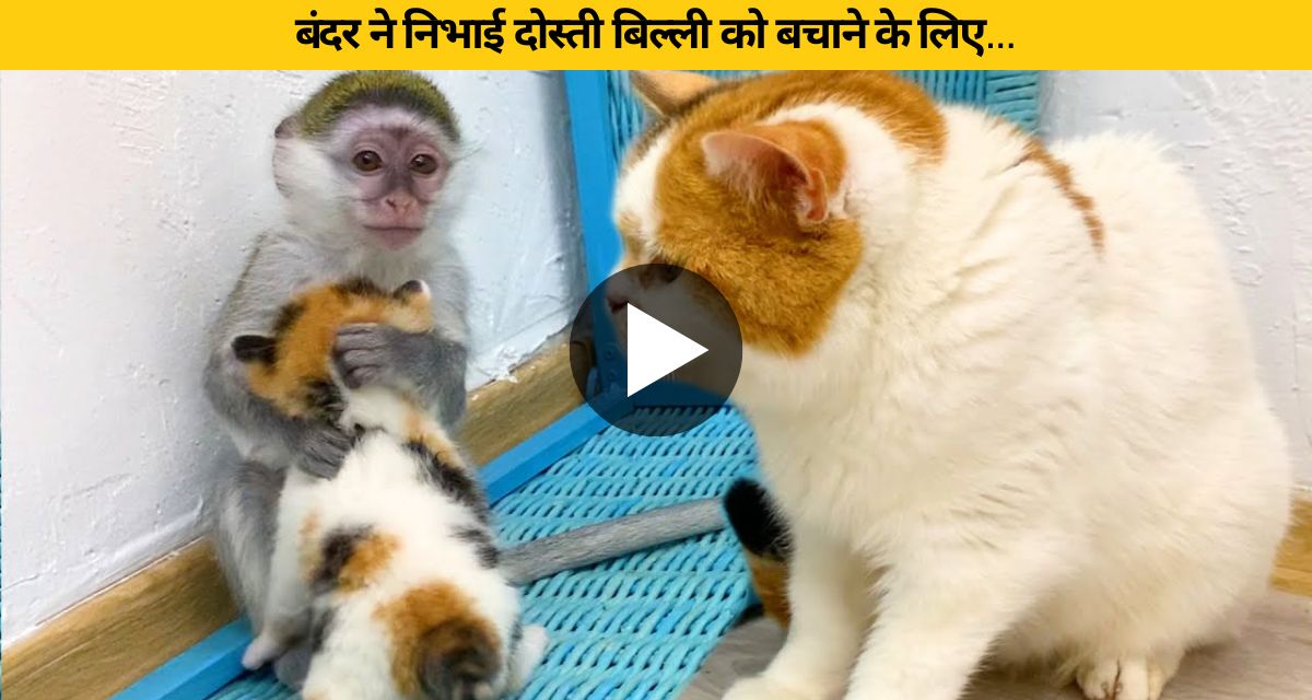 monkey played friendship
