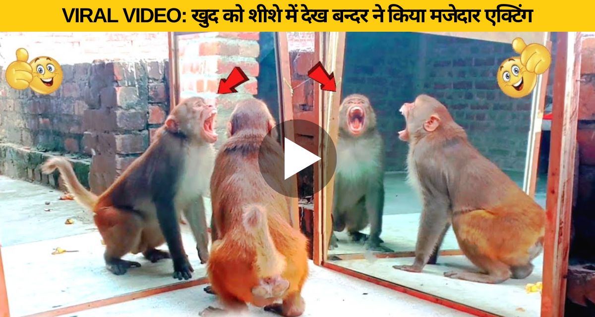 monkey video