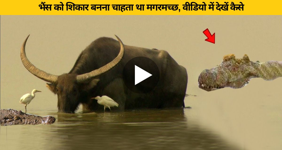 Crocodile was becoming king by attacking buffalo