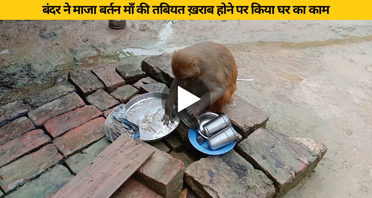 Monkey cleaned utensils along with household chores