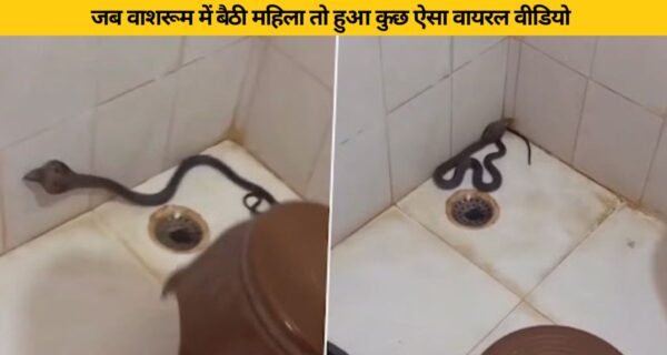 खतरनाक कोबरा बाथरूम में जा छिपा जैसे ही महिला अंदर पहुंची किया हमला वायरल हुआ वीडियो