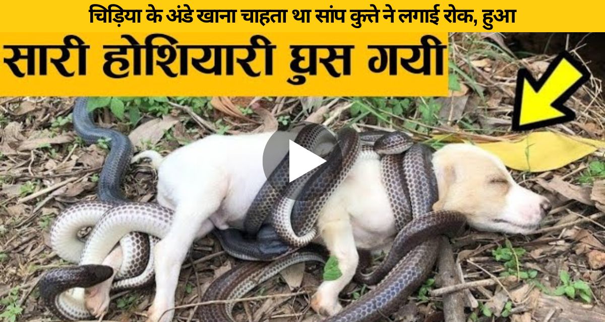 Dangerous war between dog and snake