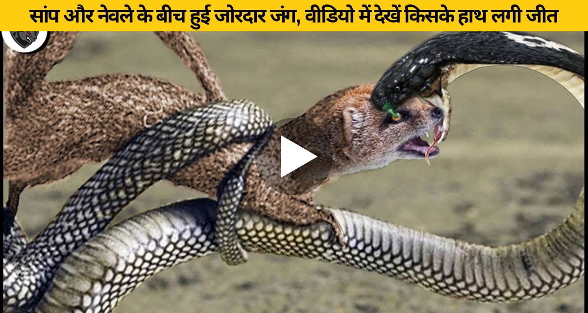 snake attacked mongoose