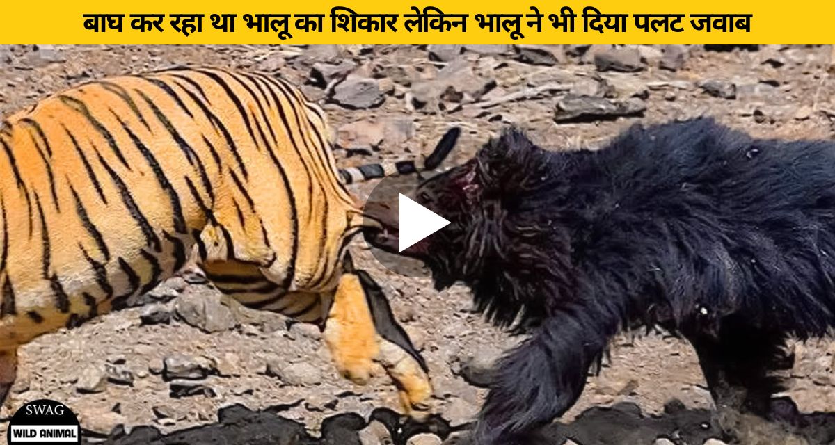 The tiger was hunting the bear but the bear also gave a reverse answer