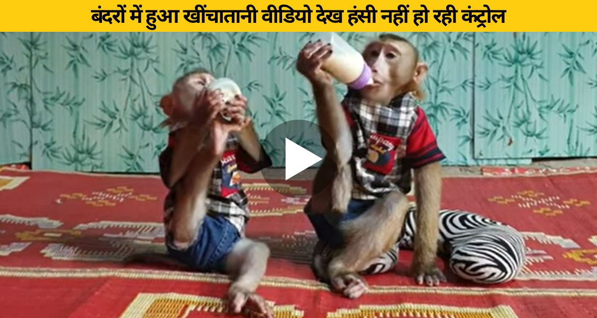 Two monkeys fight for a bottle of milk