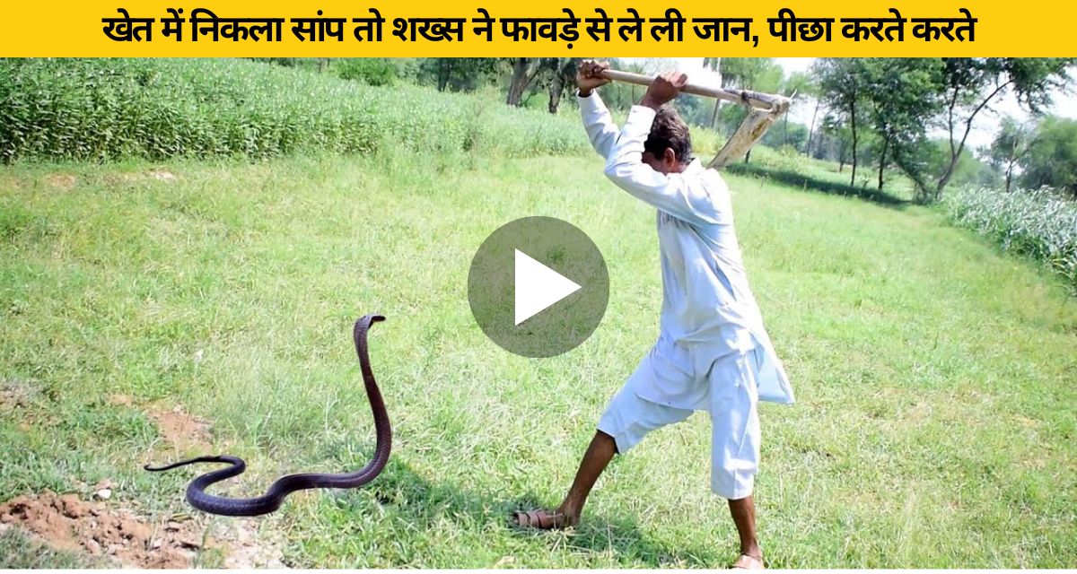 Man attacked snake with shovel