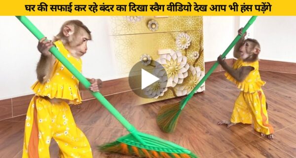 घर की सफाई कर रहे बंदर का दिखा स्वैग वीडियो देख आप भी हंस पड़ेंगे