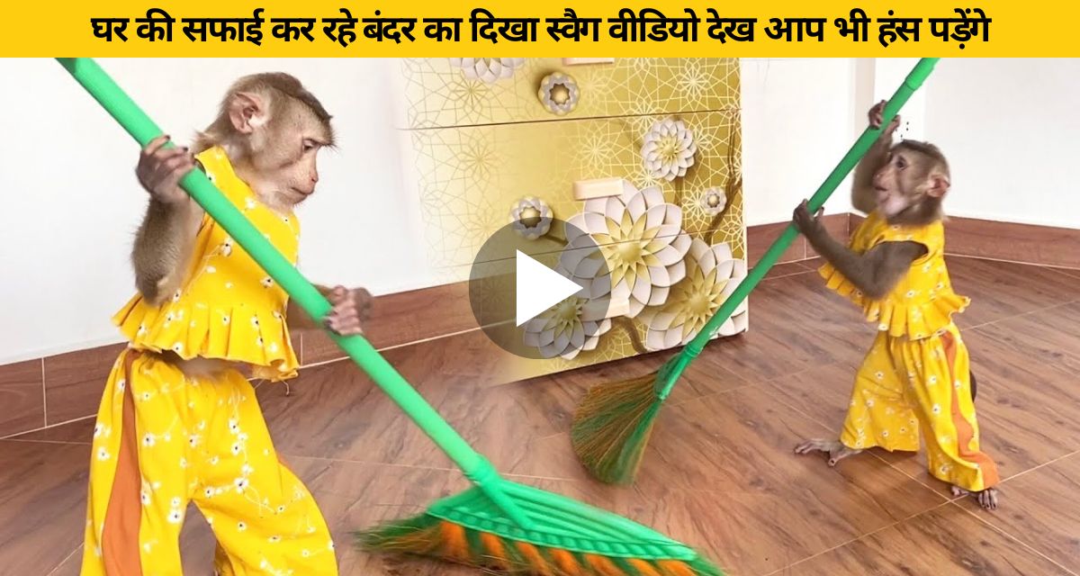 Showing swag of monkey cleaning the house