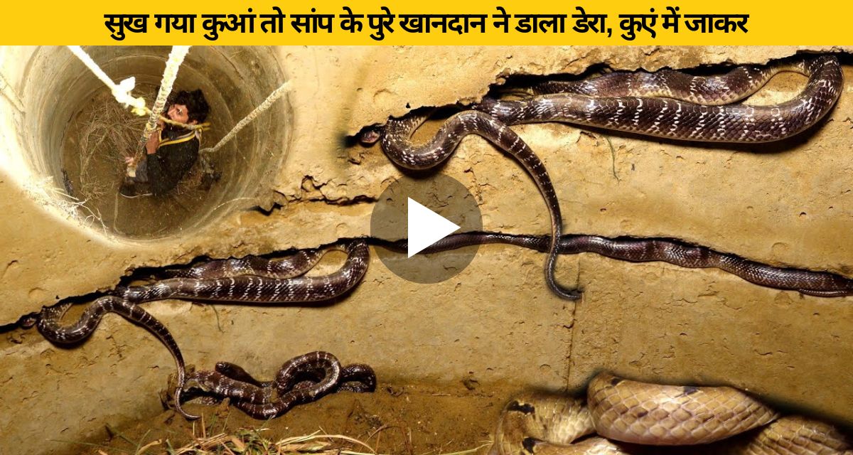 Snakes made shelter in the dry well of the village