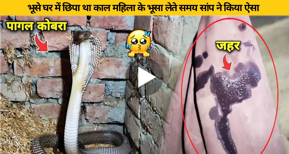 Cobra snake hidden in straw attacked the woman
