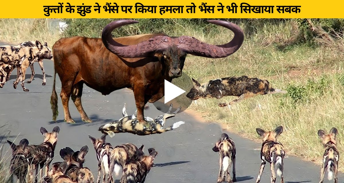 Buffalo attacked by a herd of dogs