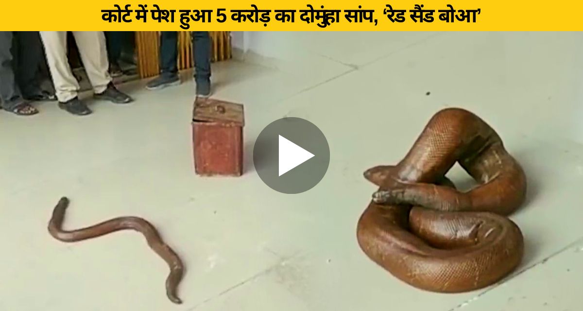 Court shaken by the presentation of a snake worth 5 crores