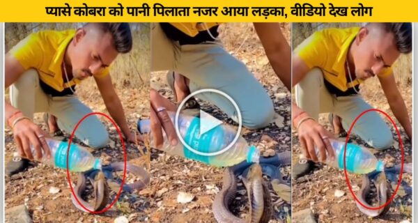बोतल से पानी पीता दिखा प्यासा कोबरा वीडियो कर रहा हैरान