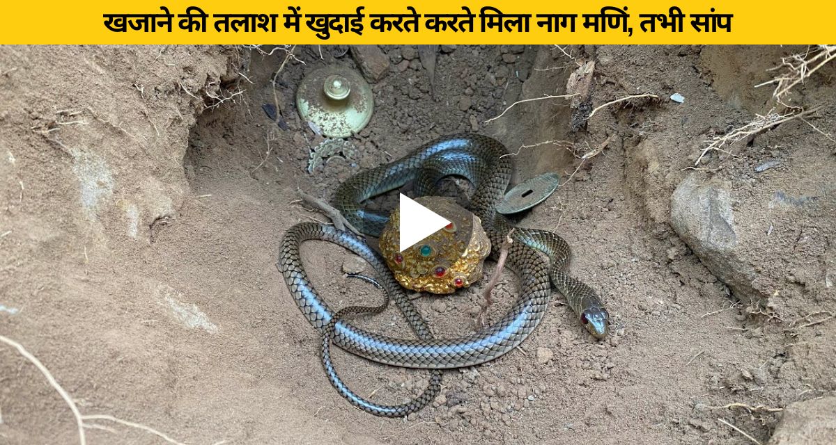 Snake serpent found near the treasure inside the soil