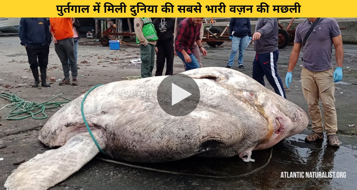 world record breaking fish