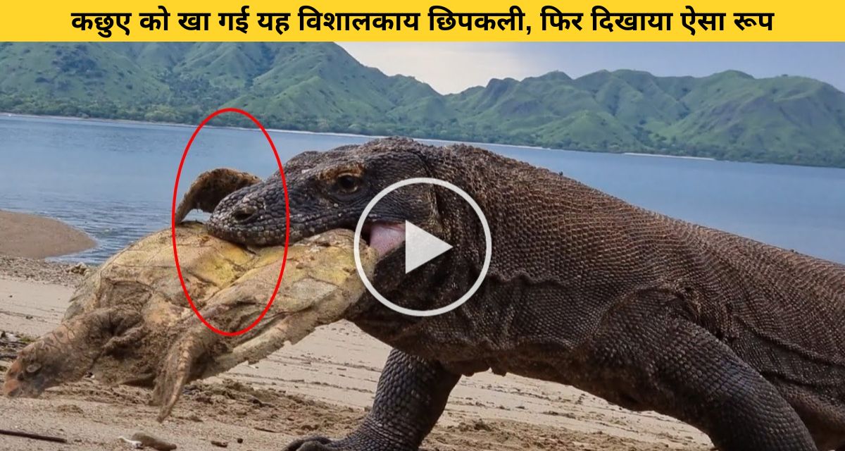 Komodo dragon eating turtle