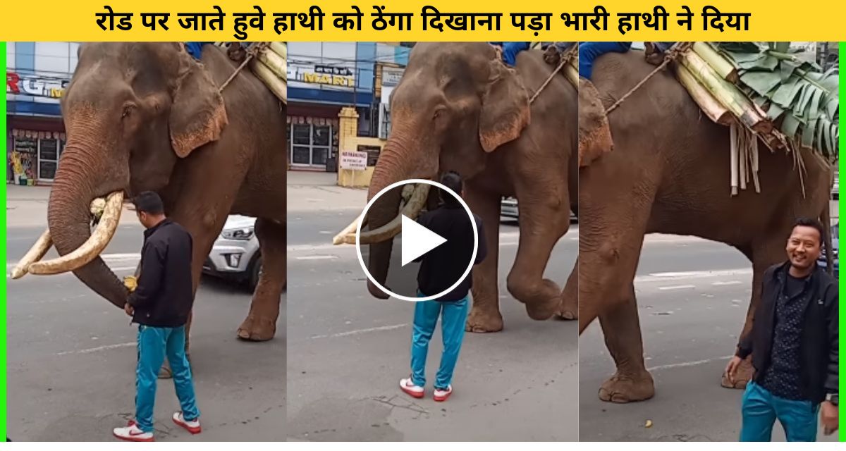 Screwing with a calm elephant on the road took a toll on the person