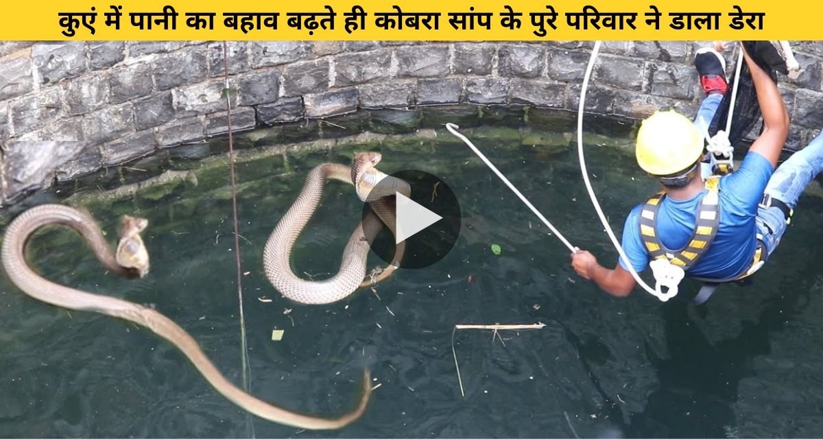 Snake catcher arrived to rescue snakes in the well