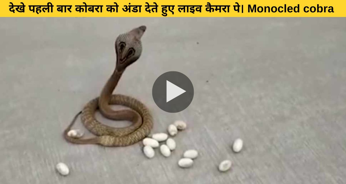 Seeing the cobra laying eggs in front of the live camera, the users were shocked