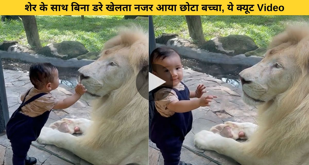 The king of the jungle lost his heart after seeing the cuteness of the child