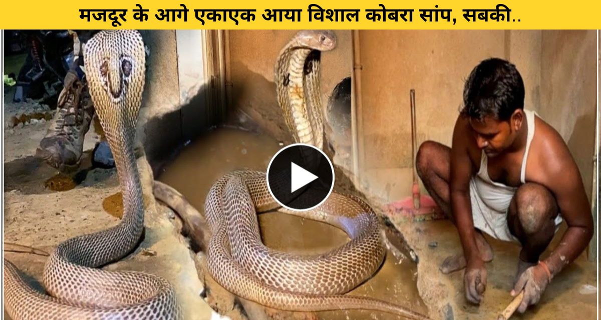 The laborer suddenly saw a 6 feet cobra snake