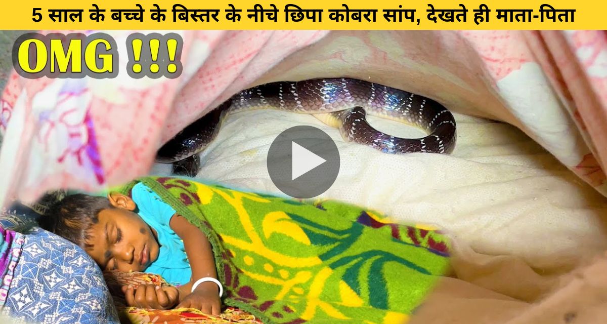 cobra snake hidden under the bed of a 5 year old child