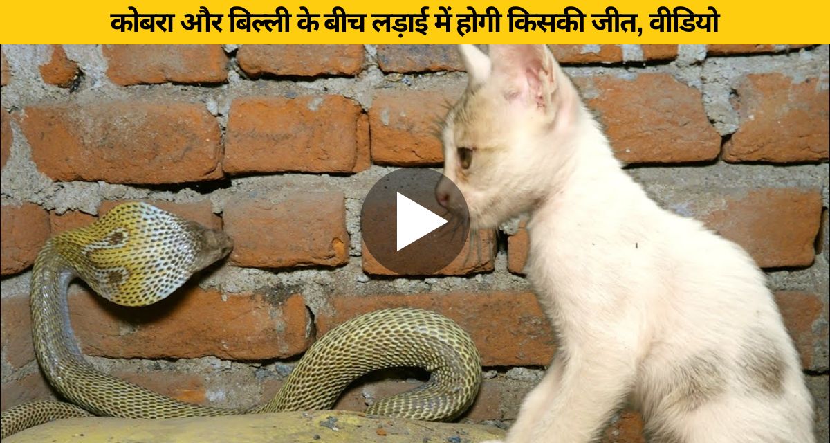 After all, who will win in the fight between cobra and cat